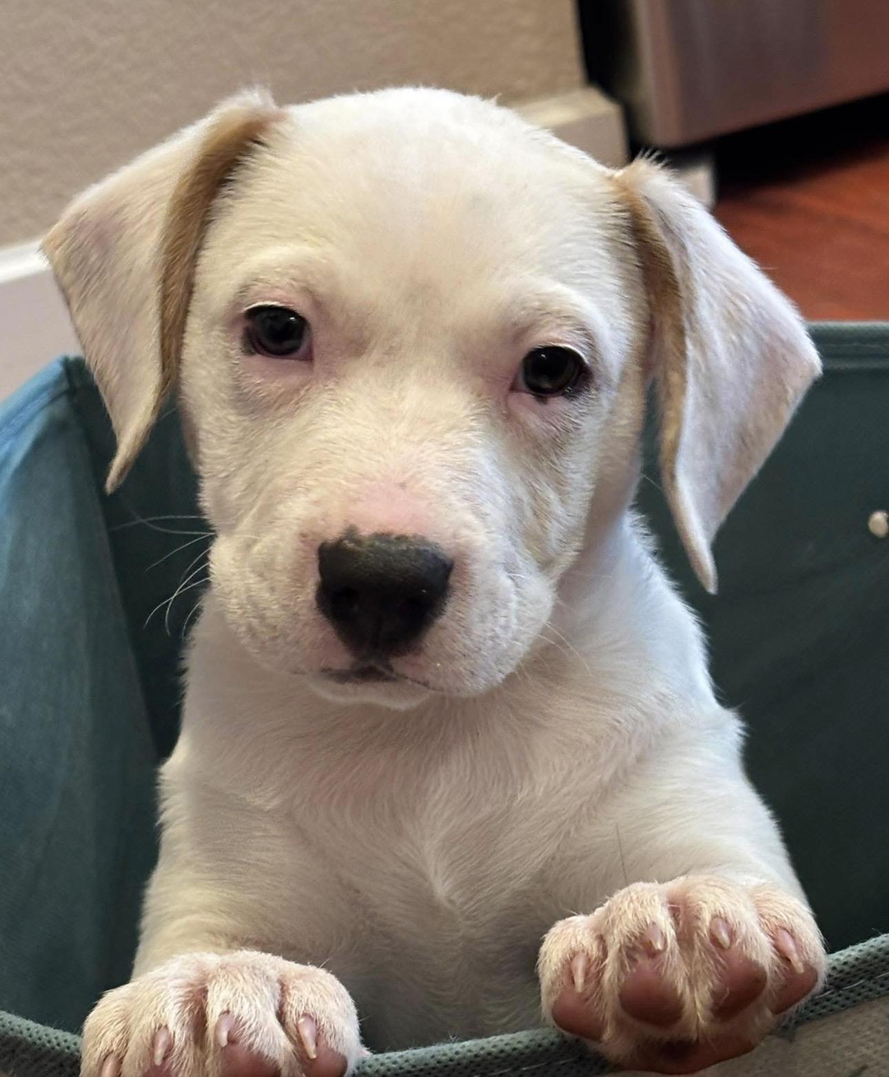 Enlarge Yuki’s Litter, a Adoptable mixed breed in Parker, CO image 2/5