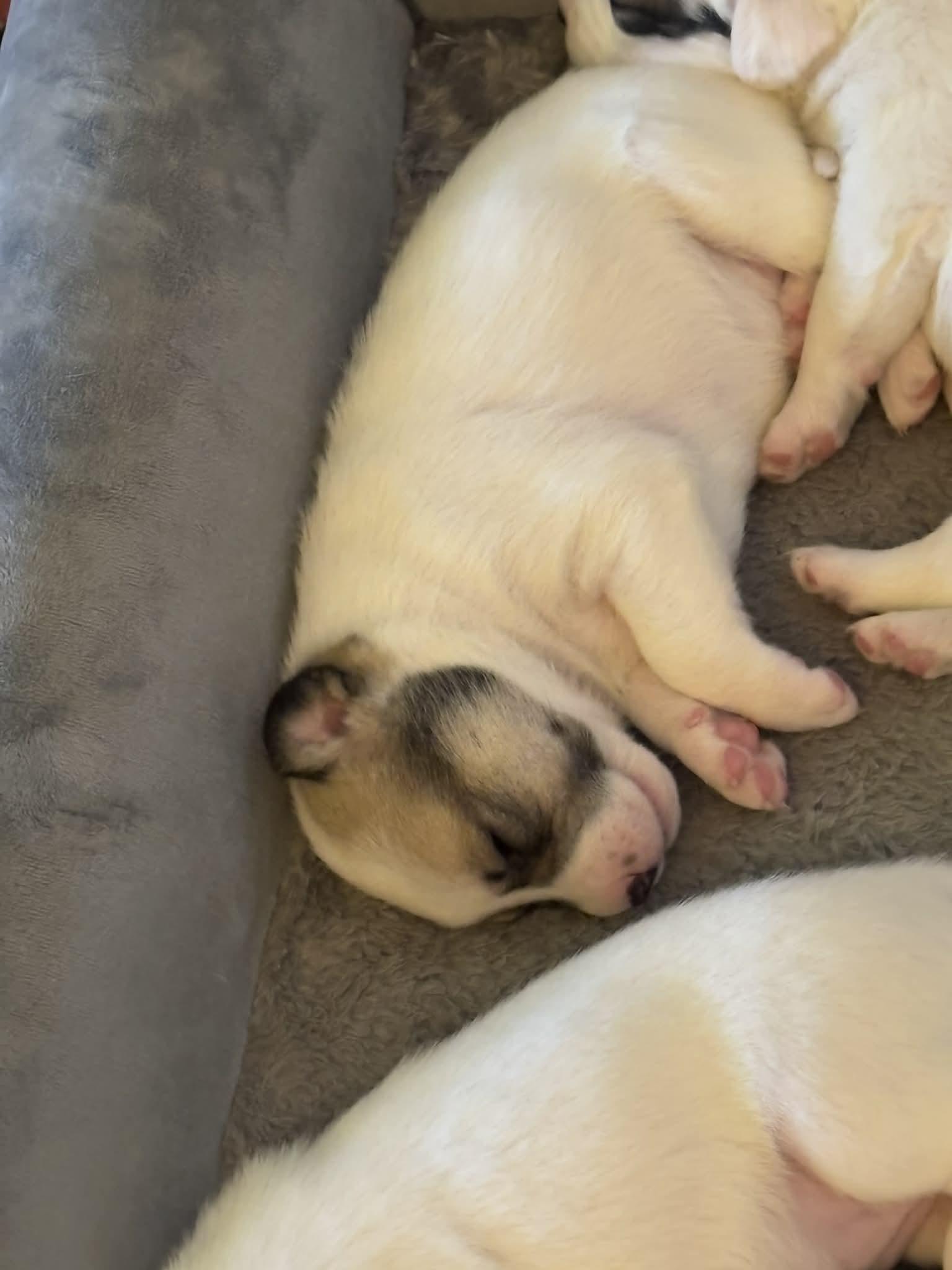 Yuki’s Litter, a Adoptable mixed breed in Parker, CO image 1/4
