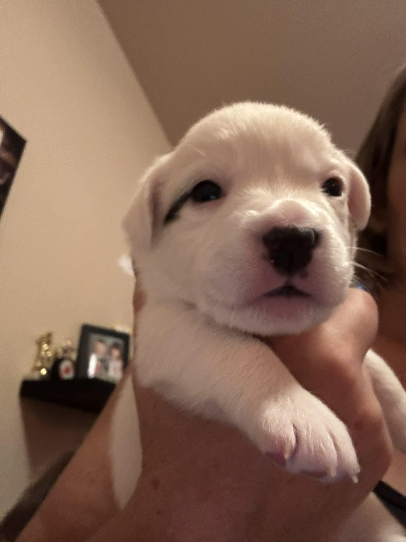 Yuki’s Litter, a Adoptable mixed breed in Parker, CO image 2/4