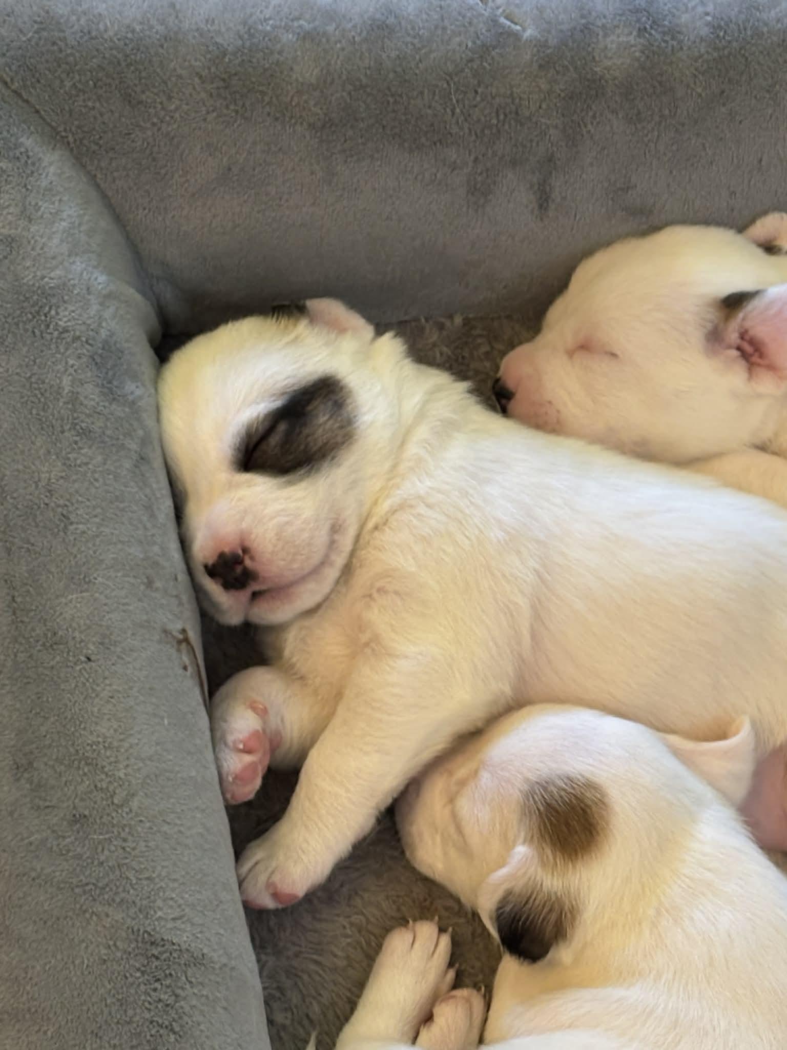 Yuki’s Litter, a Adoptable mixed breed in Parker, CO image 3/4
