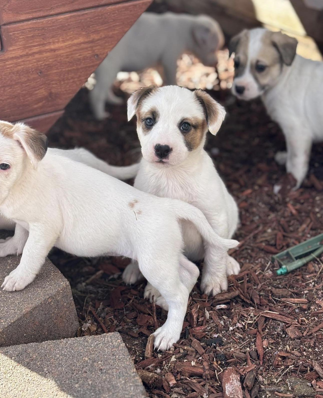 Enlarge Yuki’s Litter, a Adoptable mixed breed in Parker, CO image 1/5