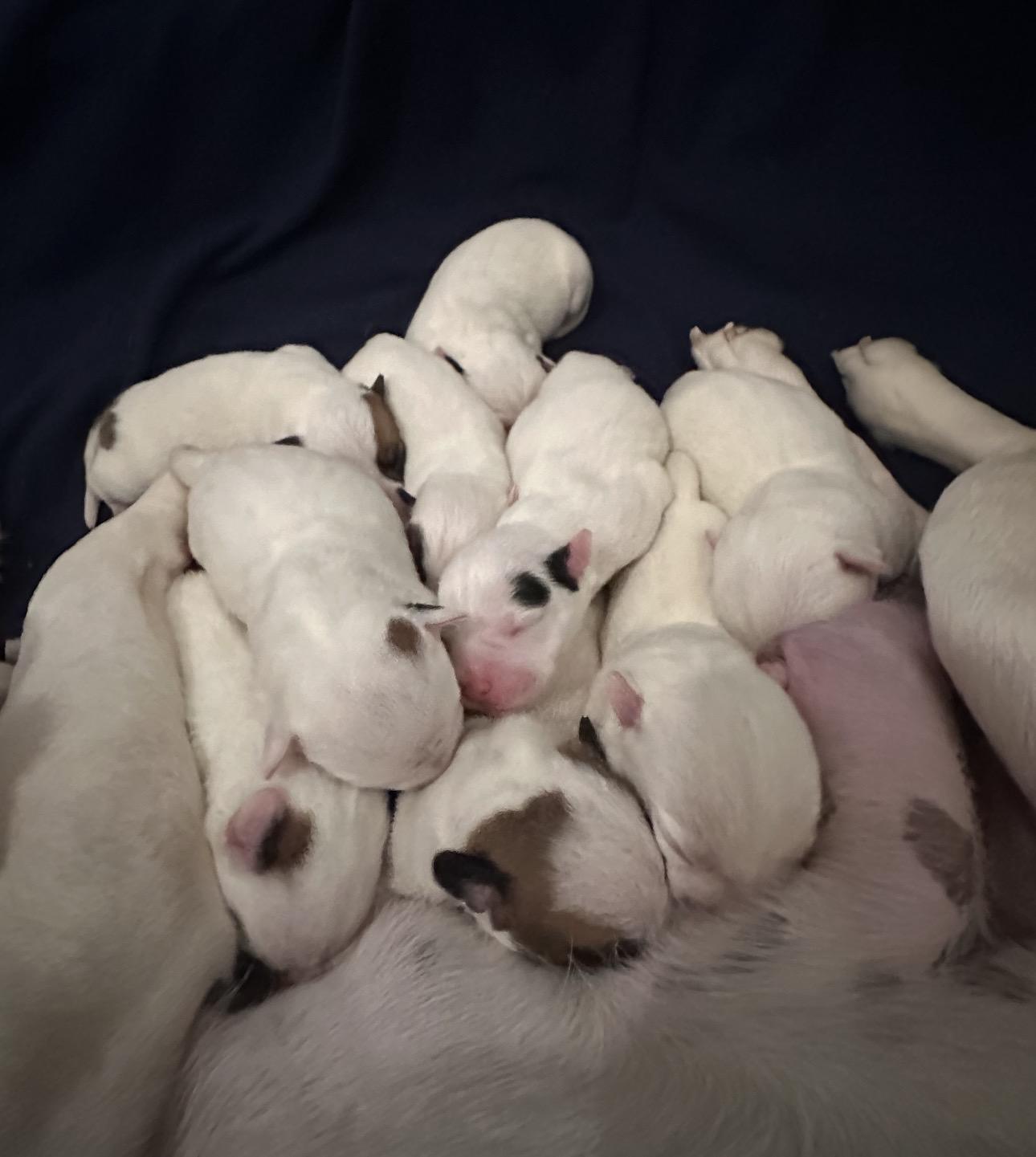 Yuki’s Litter, a Adoptable mixed breed in Parker, CO image 4/4