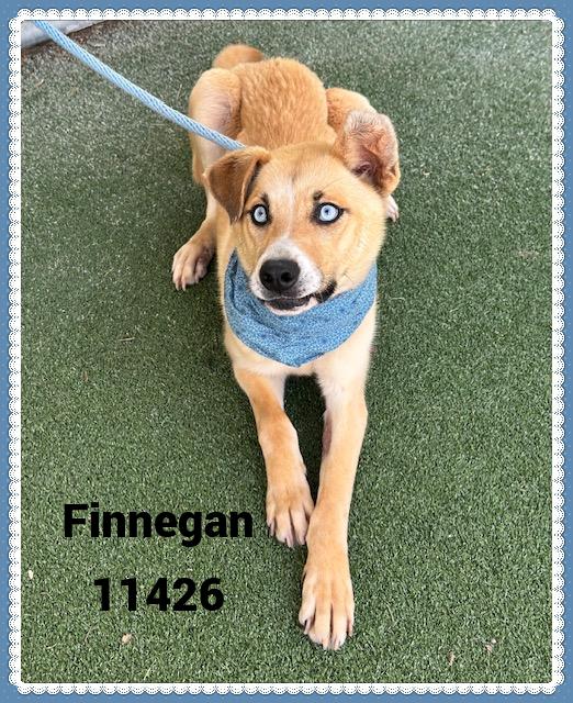 FINNEGAN