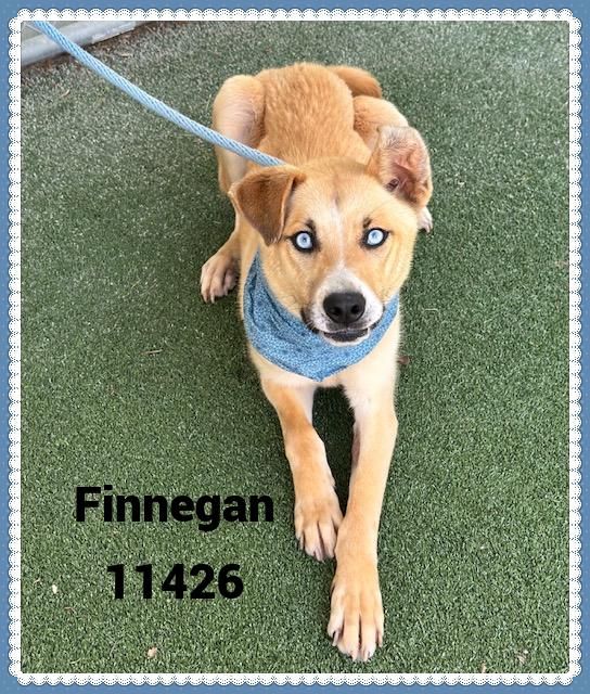 FINNEGAN