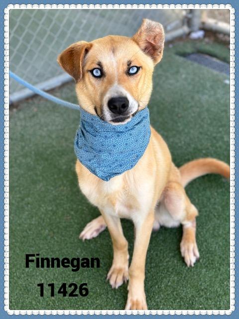 FINNEGAN