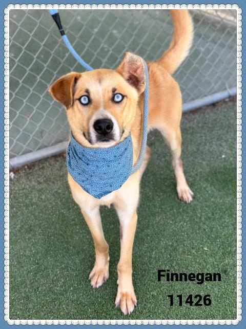 FINNEGAN