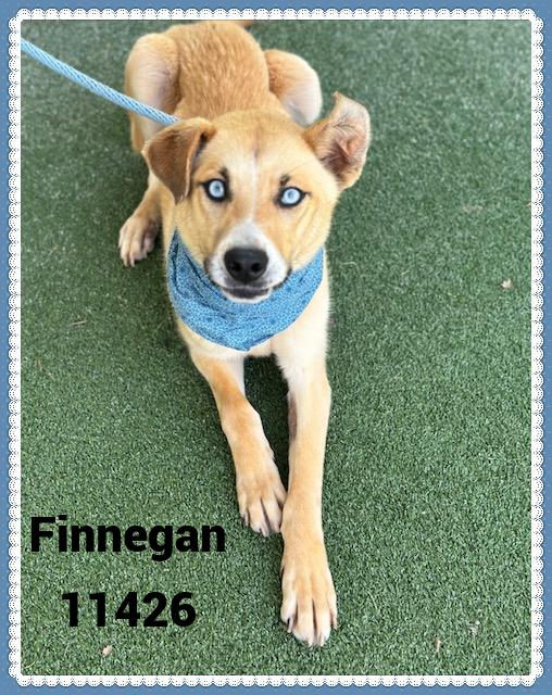 FINNEGAN