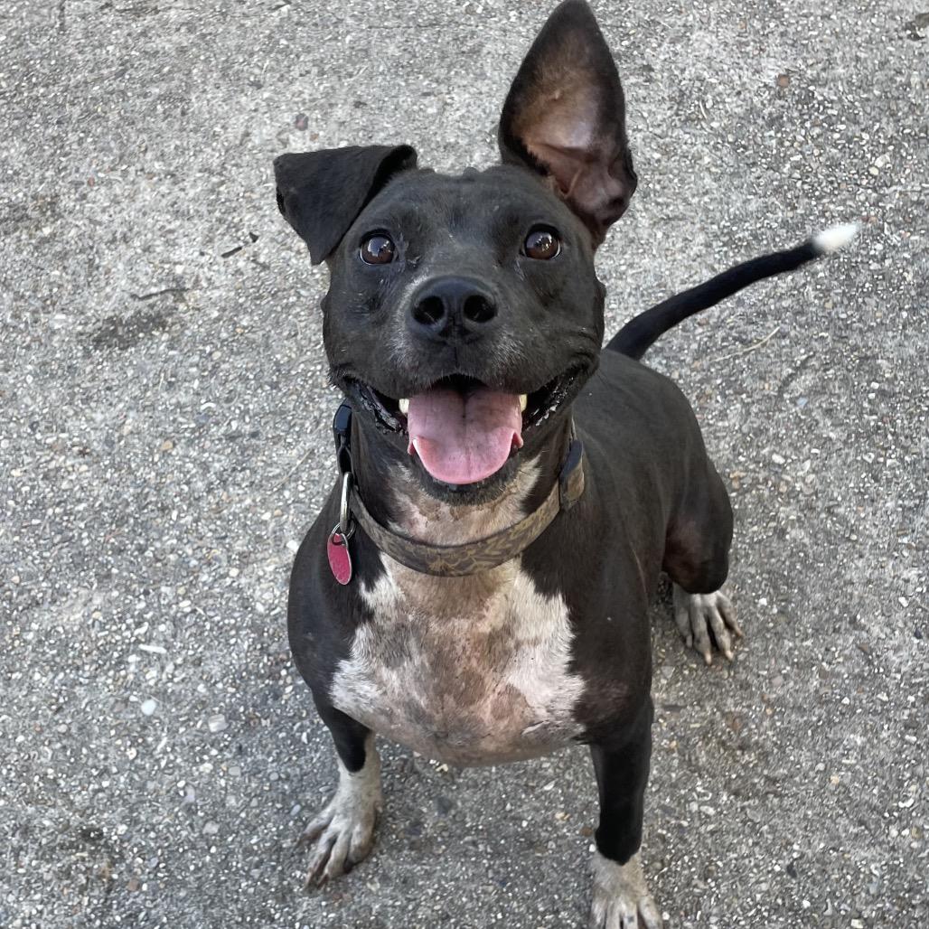 Jasper, a Adoptable Pit Bull Terrier in Waggaman, LA image 1/6