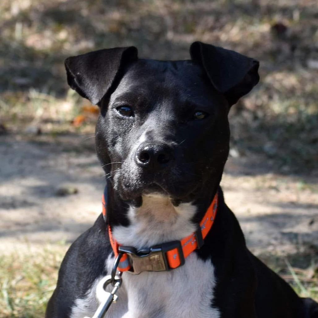 Jasper, a Adoptable Pit Bull Terrier in Waggaman, LA image 1/2