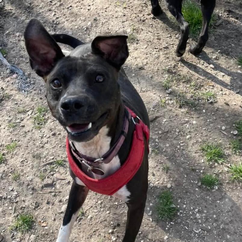 Jasper, a Adoptable Pit Bull Terrier in Waggaman, LA image 3/6