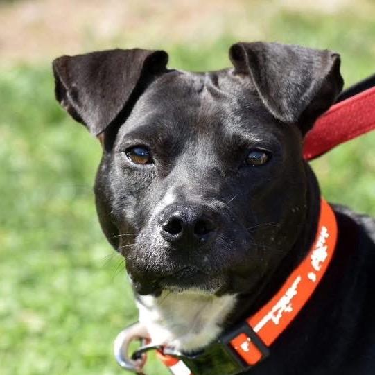 Jasper, a Adoptable Pit Bull Terrier in Waggaman, LA image 2/2