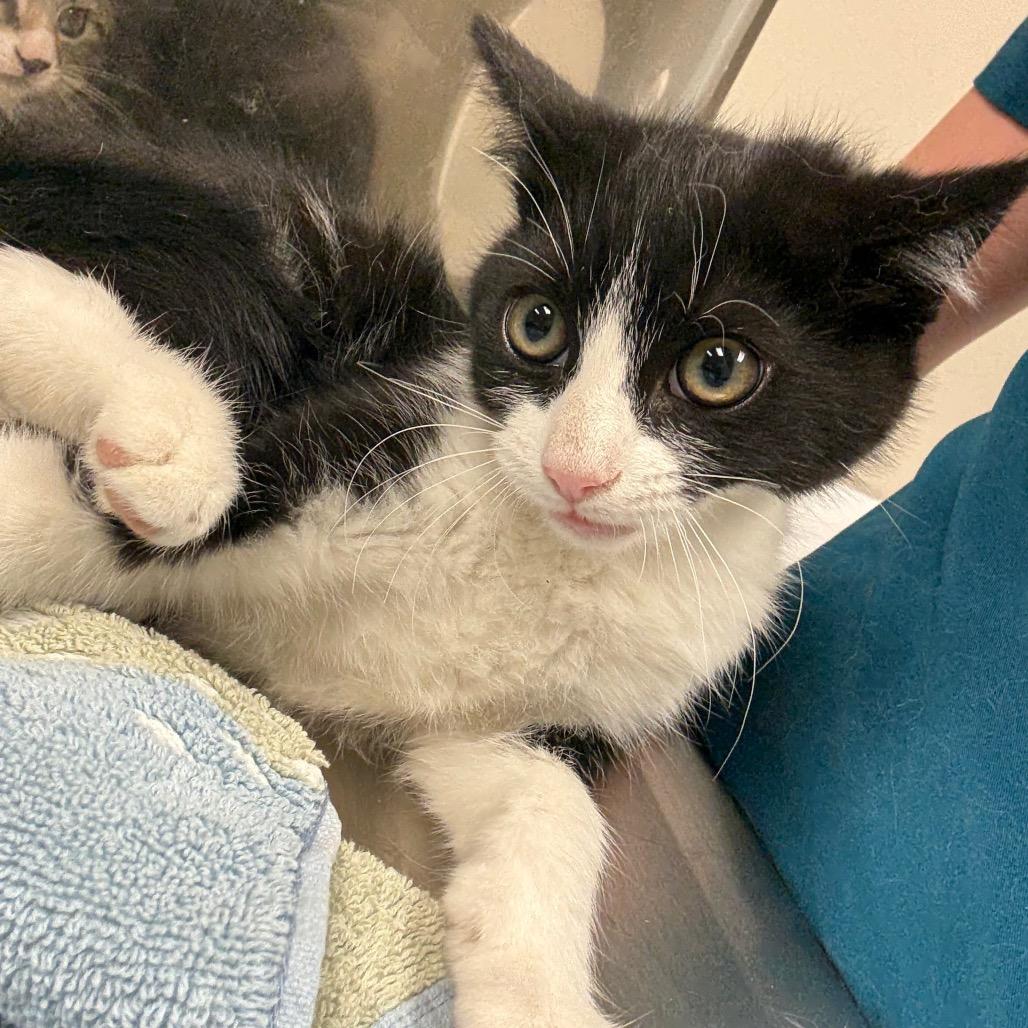 Enlarge Zayn Malik, a Adoptable Domestic Short Hair in Reno, NV image 1/1