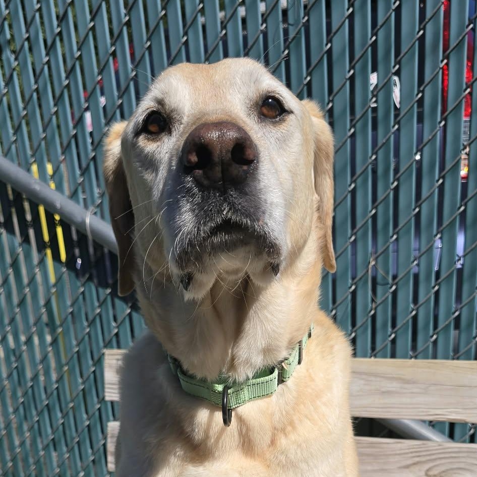 Enlarge Max, a Adopted Yellow Labrador Retriever in Orange, VA image 2/5