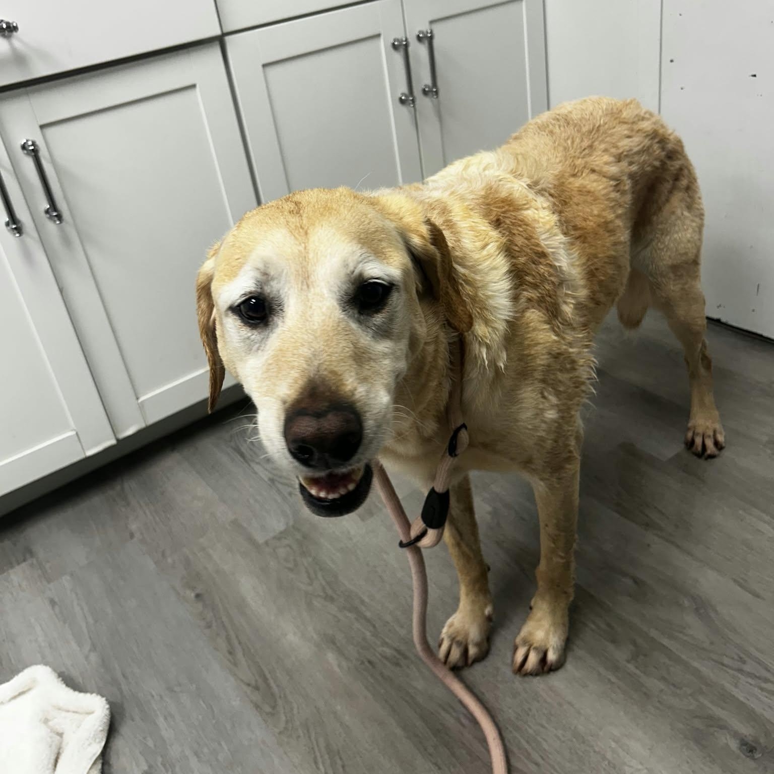 Enlarge Max, a Adopted Yellow Labrador Retriever in Orange, VA image 5/5