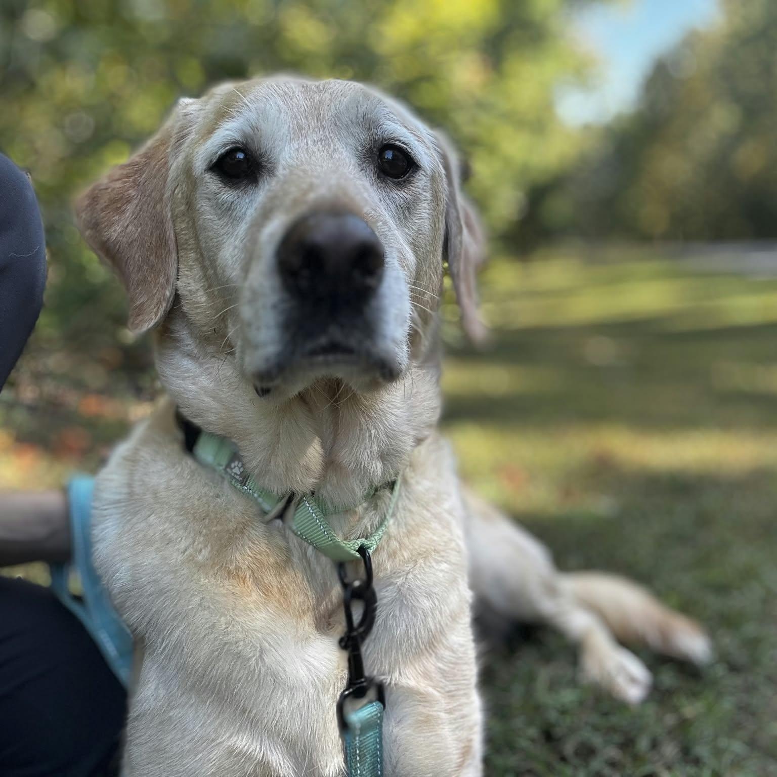 Max, Adopted, Adult Male Yellow Labrador Retriever.