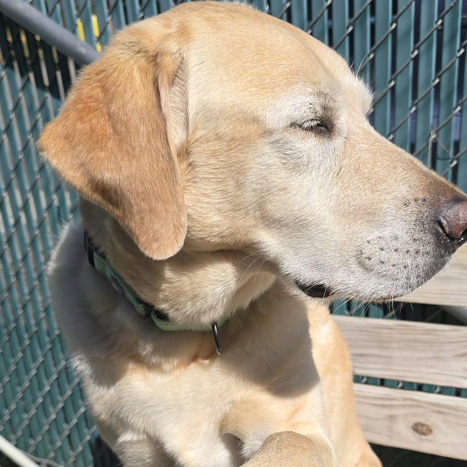 Enlarge Max, a Adopted Yellow Labrador Retriever in Orange, VA image 3/5