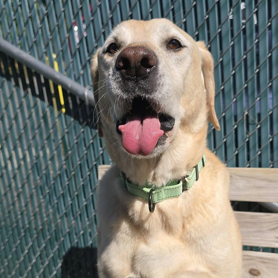 Enlarge Max, a Adopted Yellow Labrador Retriever in Orange, VA image 4/5