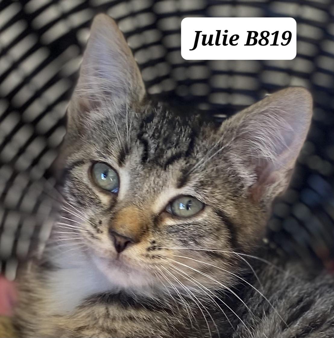 Enlarge Julie, a ADOPTABLE Domestic Short Hair in Morganton, NC image 1/1