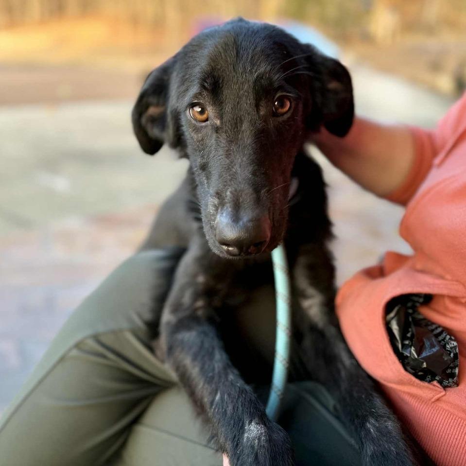 Daxton, Adoptable, Young Male Mixed Breed.