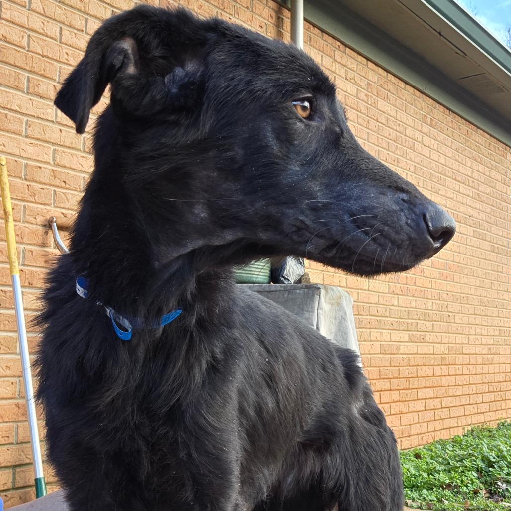 Enlarge Daxton, a Adoptable Mixed Breed in Huntsville, AL image 2/6