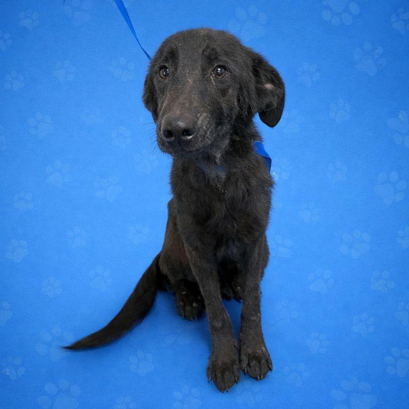 Enlarge Daxton, a Adoptable Mixed Breed in Huntsville, AL image 3/6