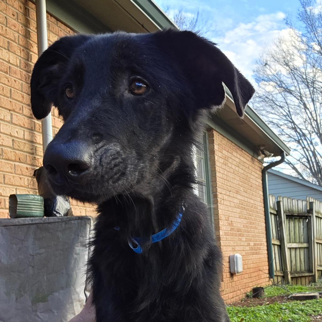 Enlarge Daxton, a Adoptable Mixed Breed in Huntsville, AL image 4/6