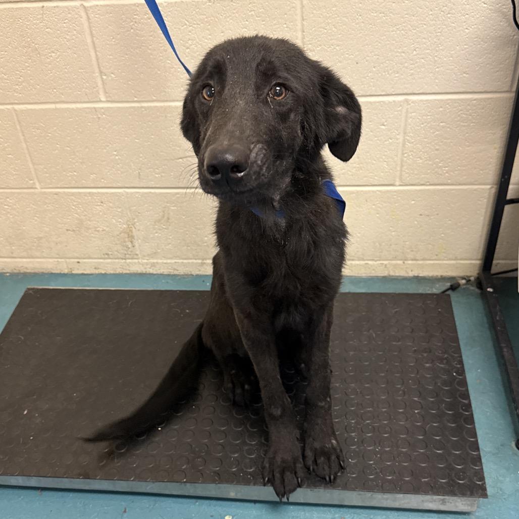 Enlarge Daxton, a Adoptable Mixed Breed in Huntsville, AL image 6/6