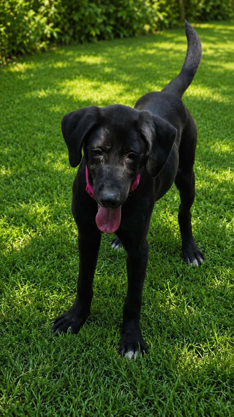 Enlarge Little Girl, a Adoptable mixed breed in church point, LA image 2/3