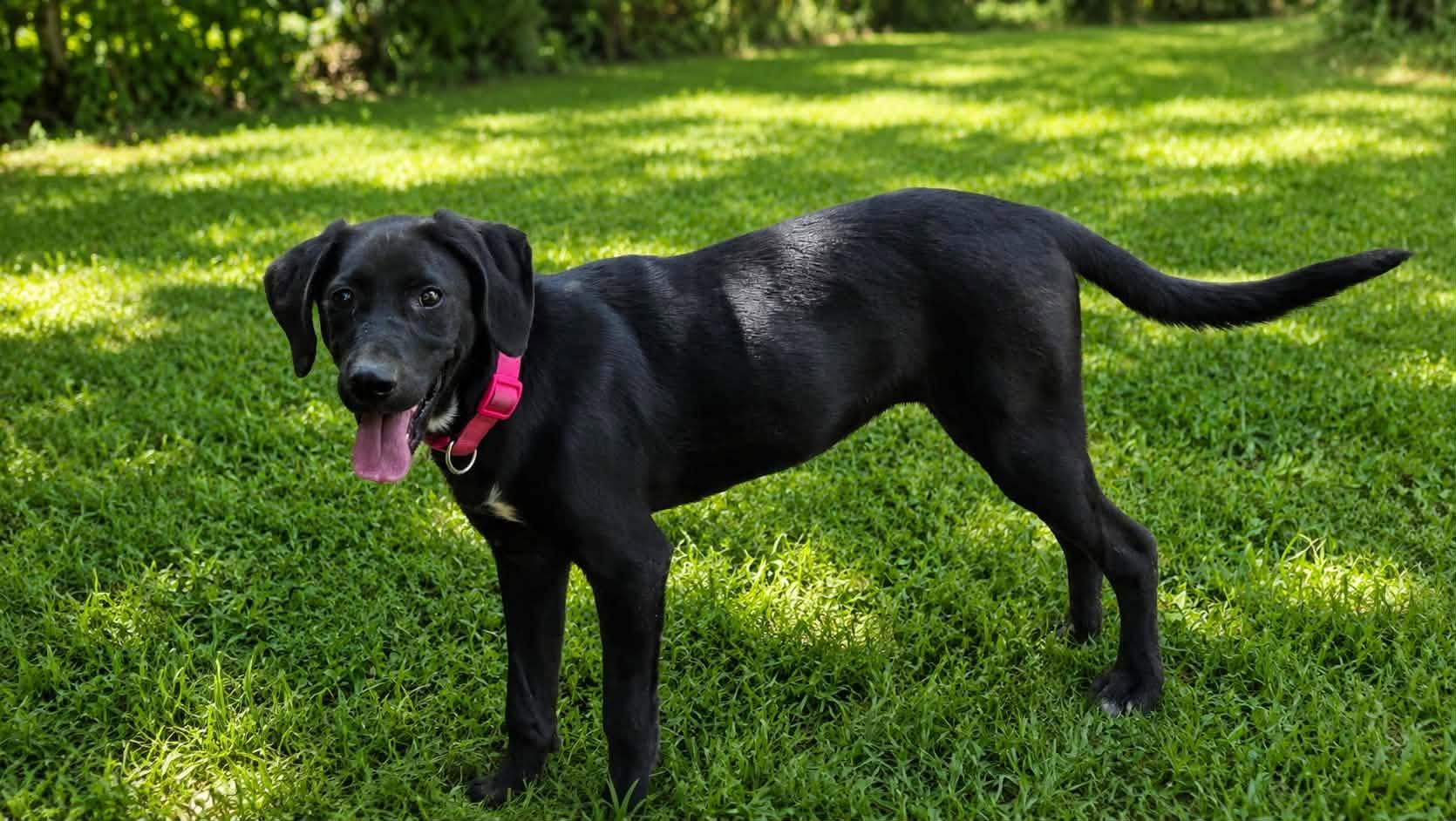 Little Girl, Adoptable, Young Female Black Labrador Retriever.
