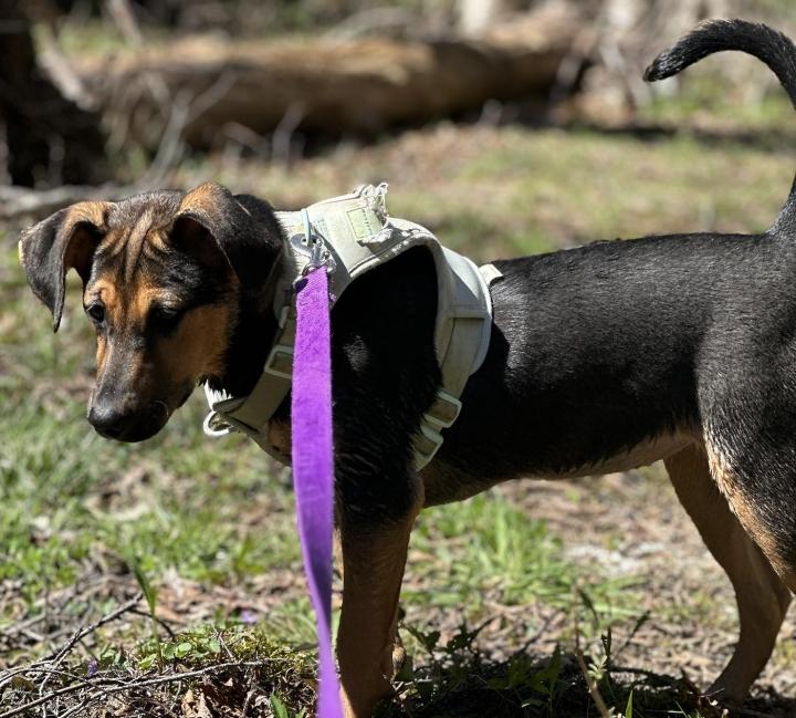 Enlarge Branch, a Adoptable mixed breed in Newland, NC image 1/2