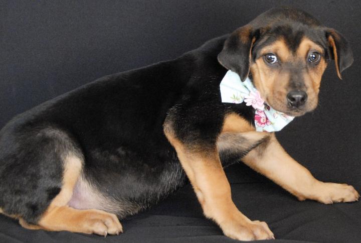 Branch, Adoptable, Puppy Female Chow Chow & Beagle.