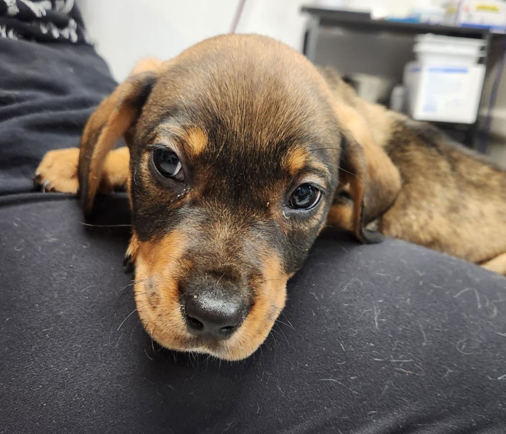 Enlarge Duke, a Adoptable Rottweiler in Walnutport, PA image 1/1