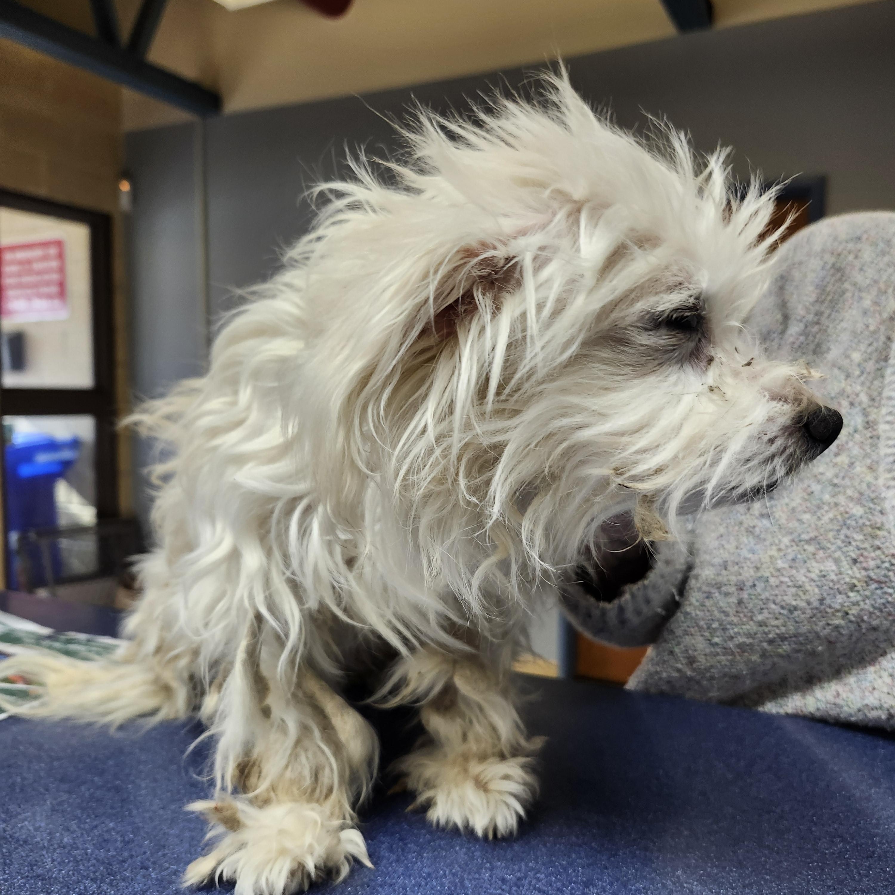 Nattie, adopted, Senior Female Maltese.
