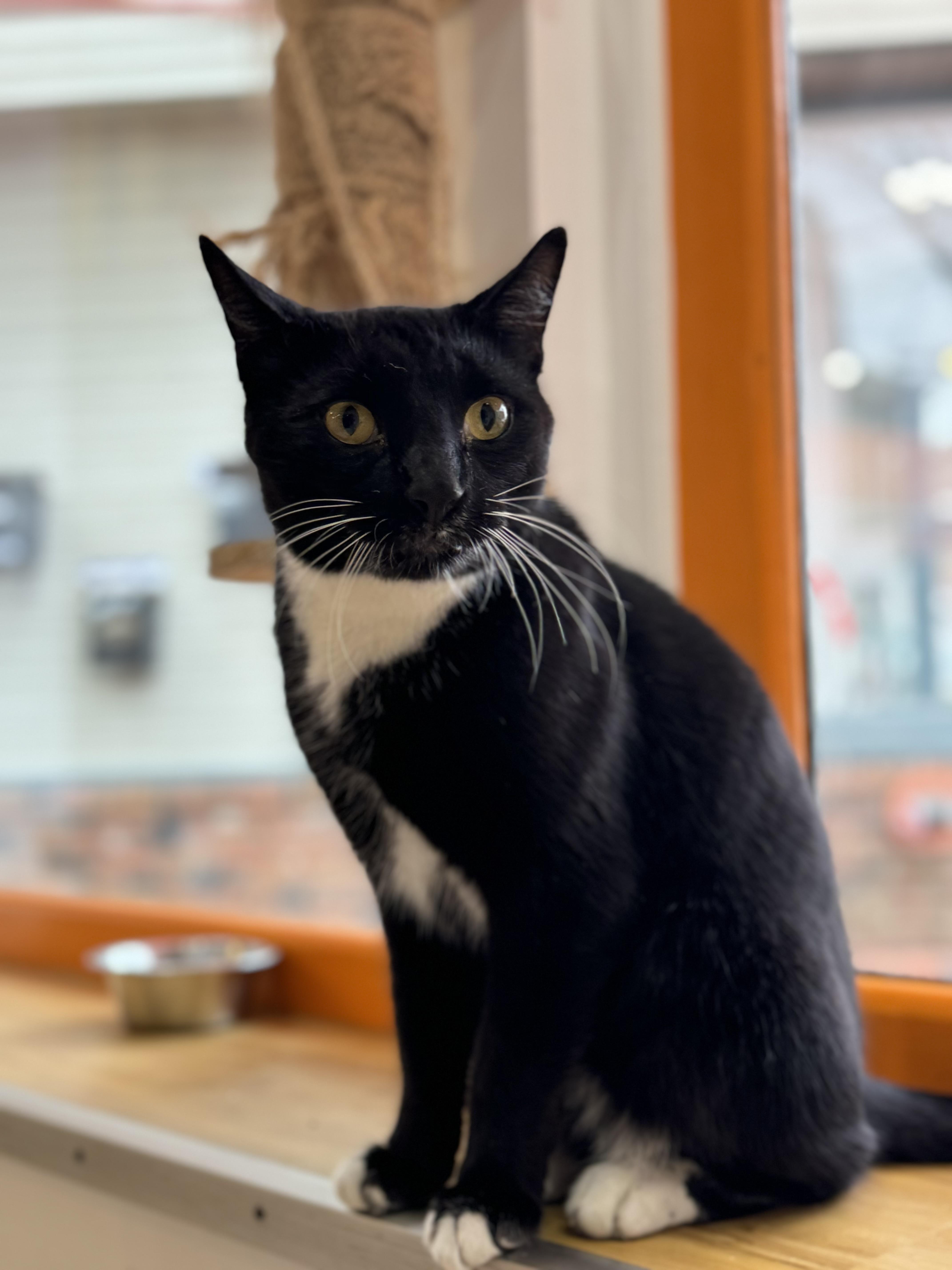 Enlarge Tippy, a Adoptable Domestic Short Hair in New Haven, CT image 1/1