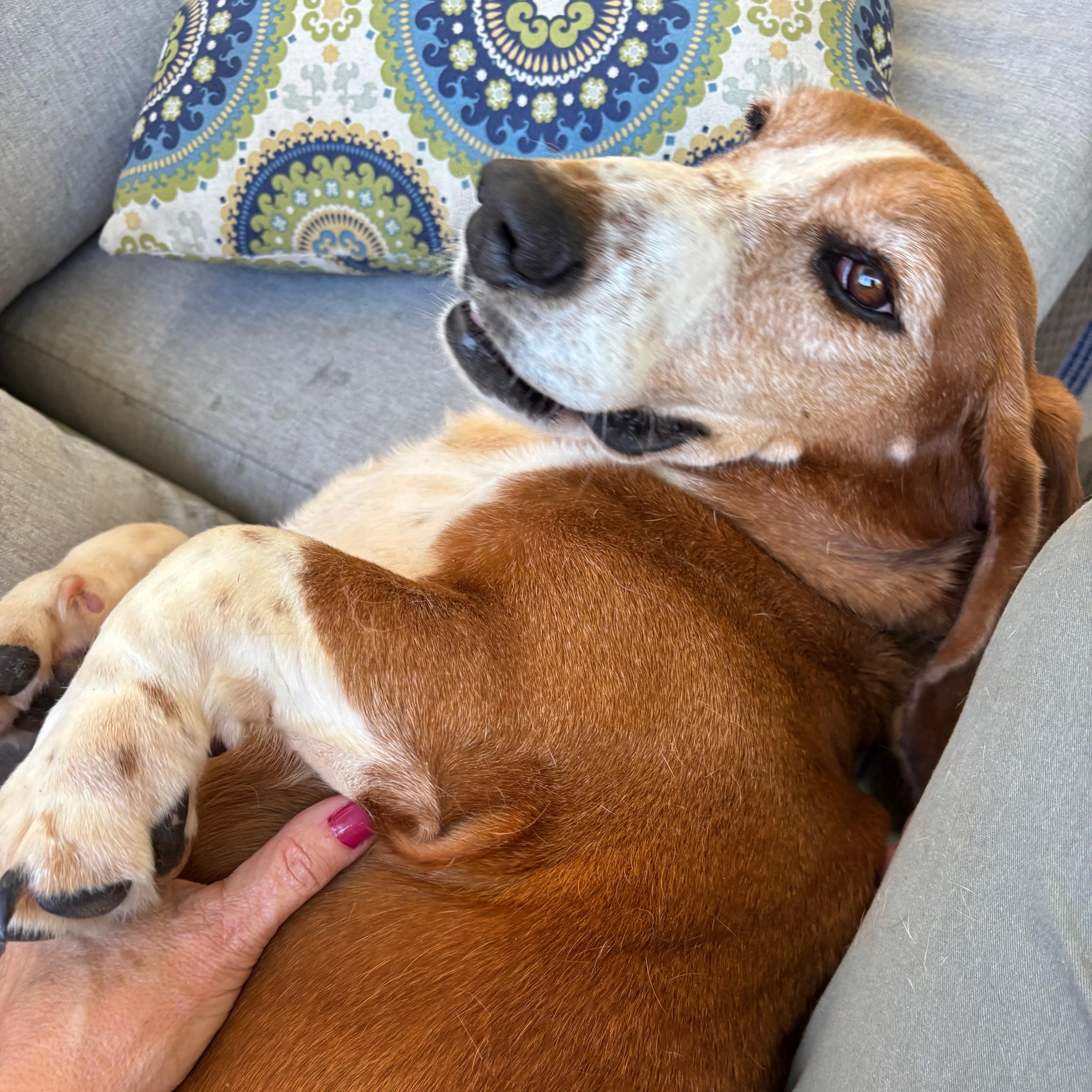 Enlarge Ellie, a Adopted Basset Hound in Knoxville, TN image 2/3