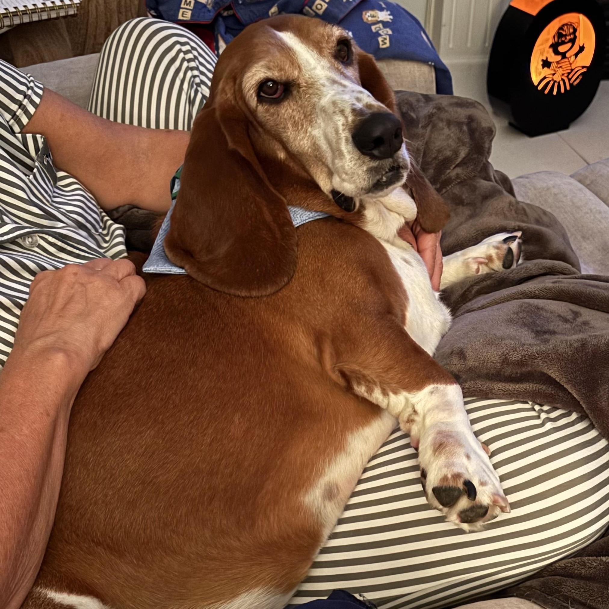 Ellie, Adopted, Adult Female Basset Hound.
