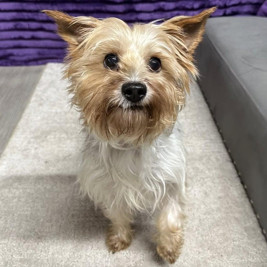 Holland, a Adoptable Yorkshire Terrier image 4/6