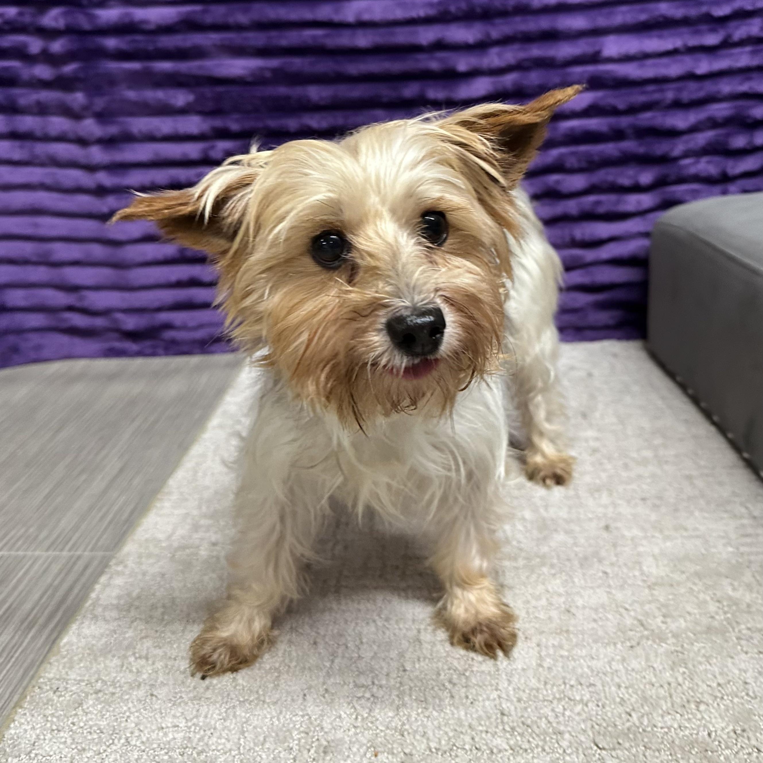 Holland-Foster Home Needed