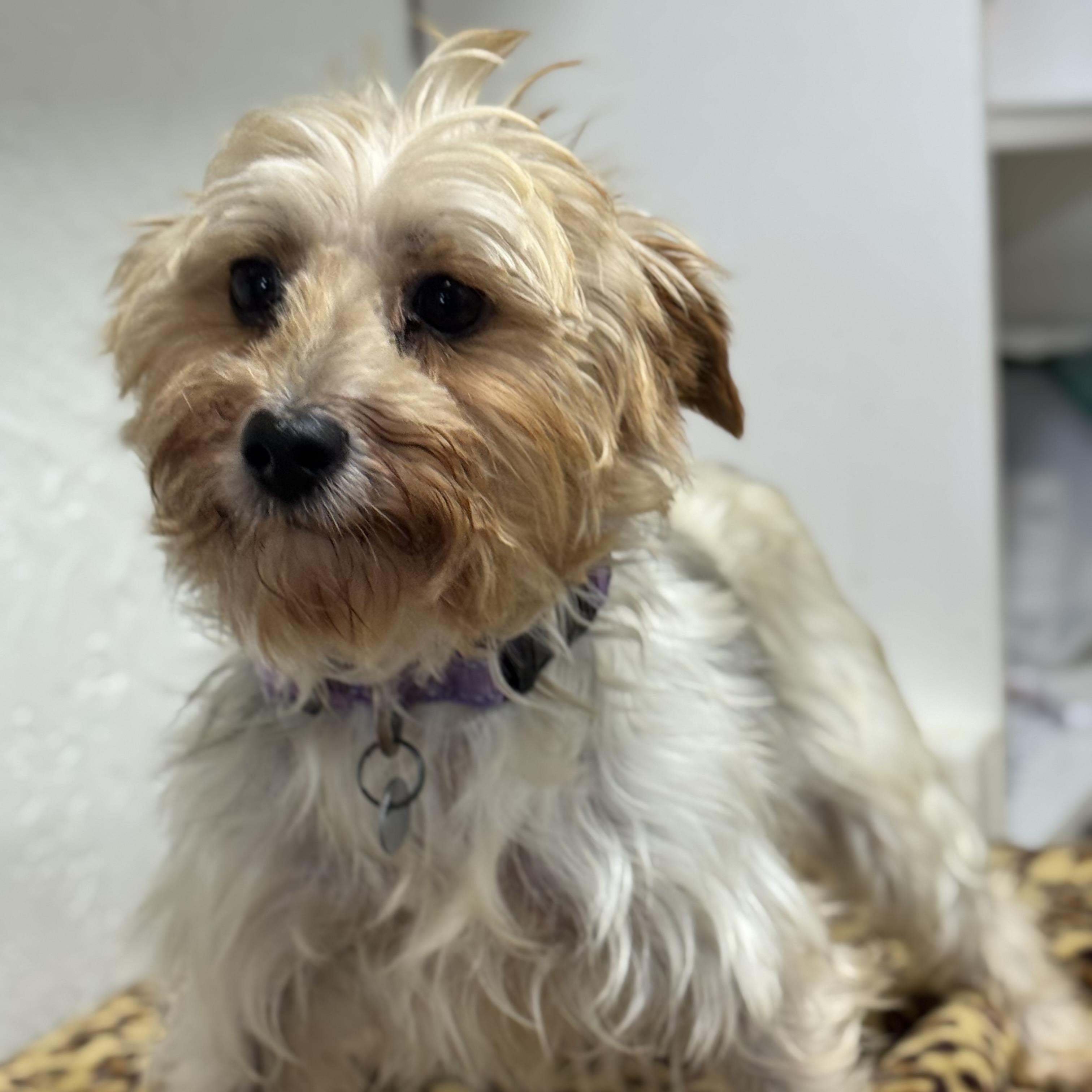Holland-Foster Home Needed