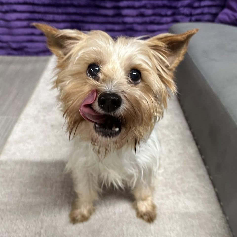 Holland-Foster Home Needed