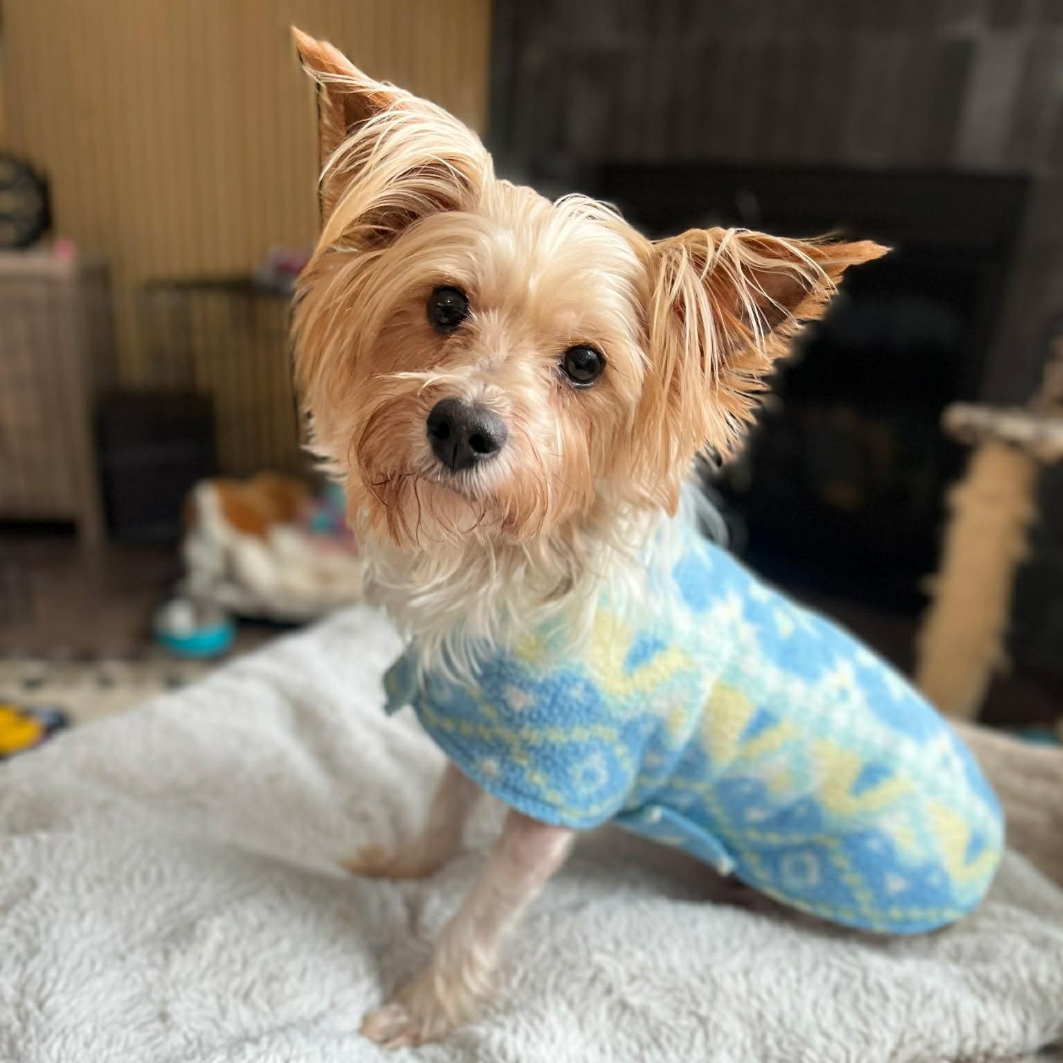 Holland, a Adoptable Yorkshire Terrier image 3/6