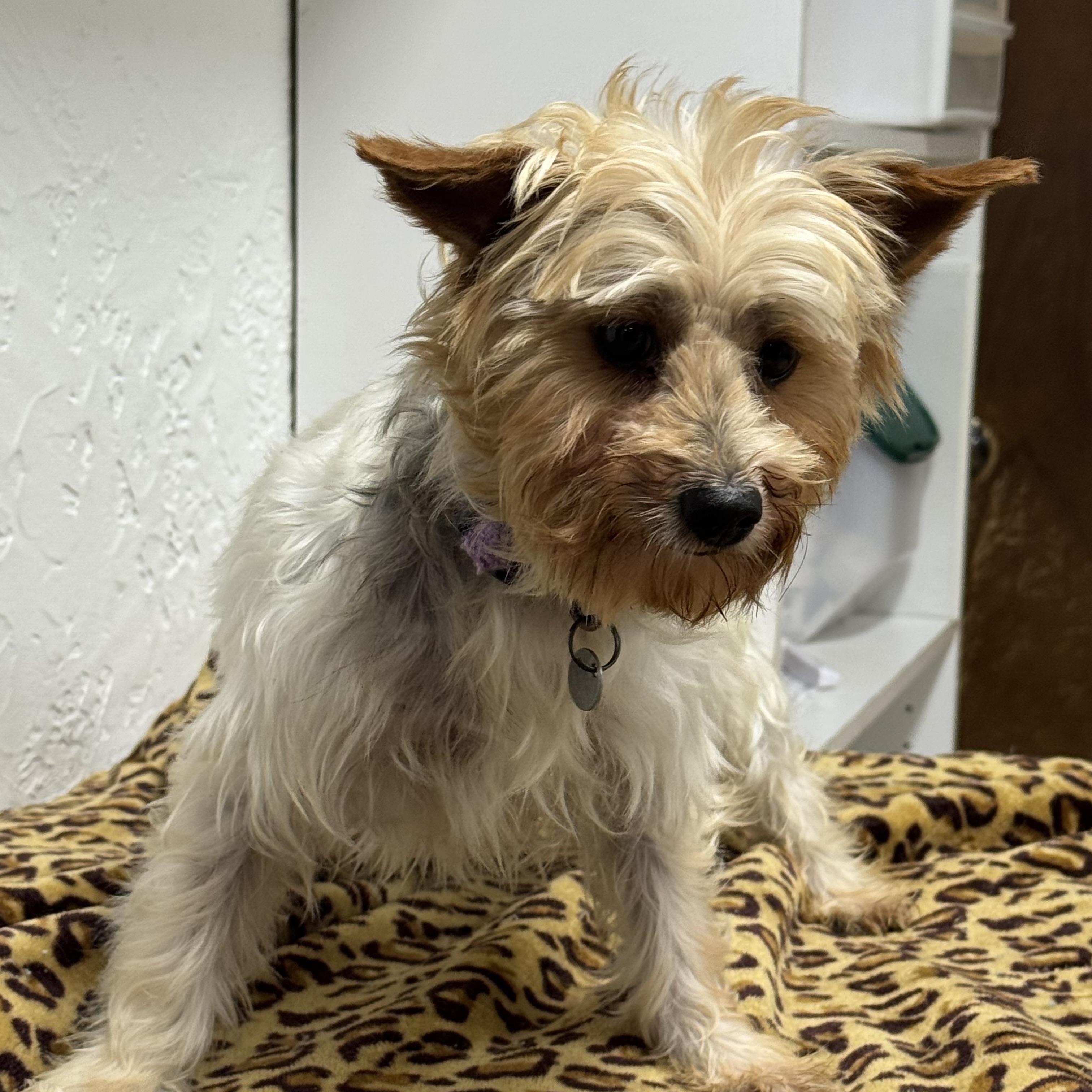 Holland-Foster Home Needed