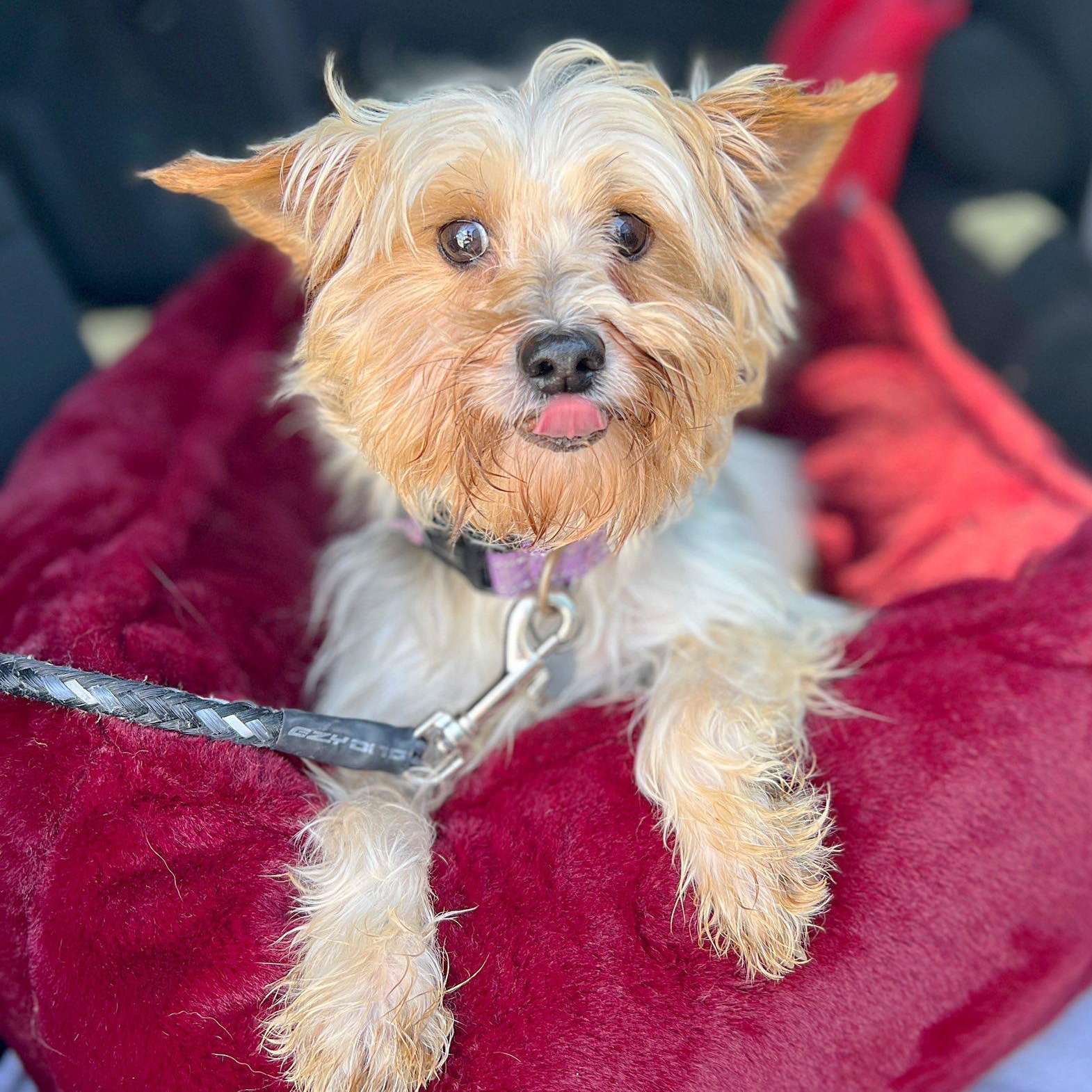 Holland, a Adoptable Yorkshire Terrier image 5/6