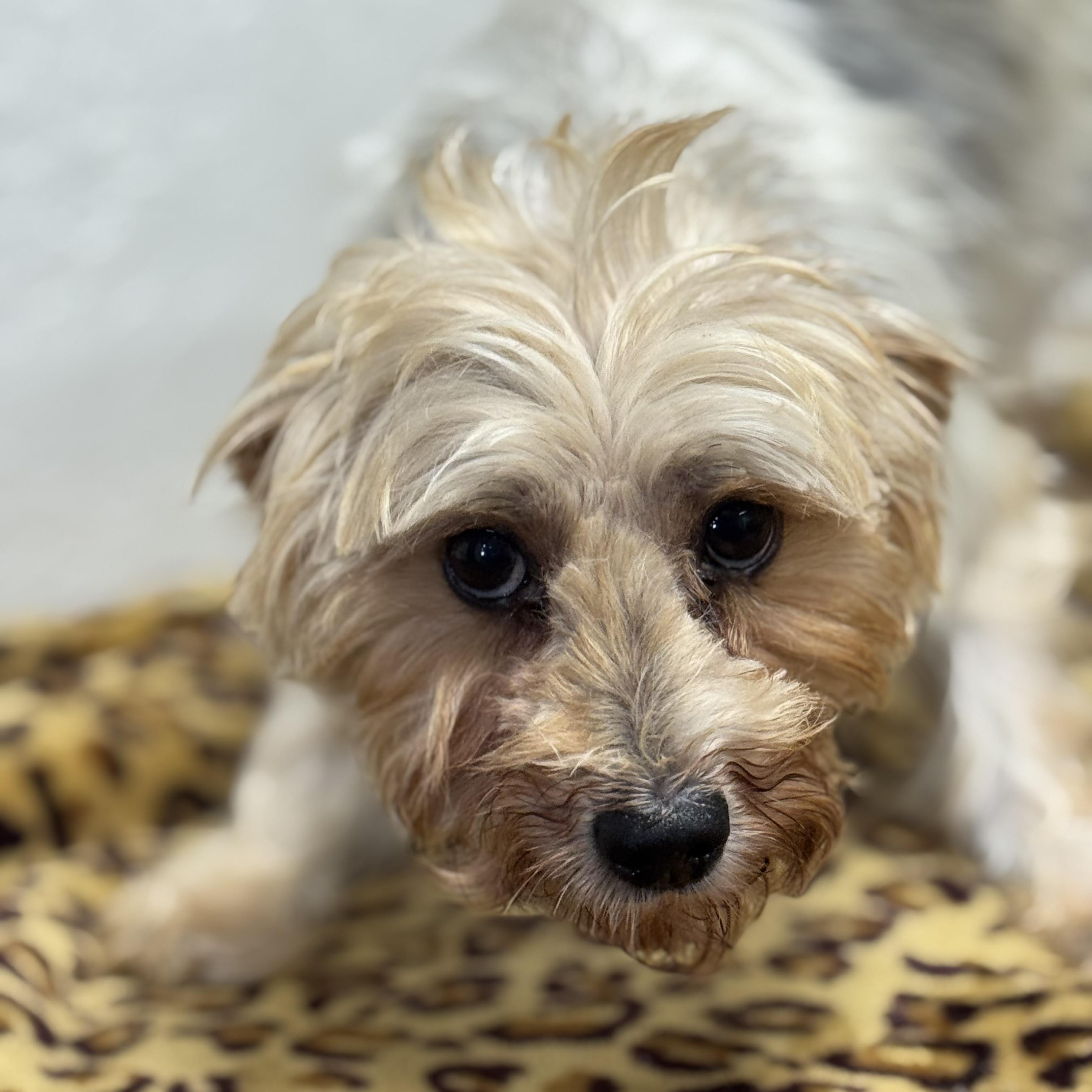 Holland-Foster Home Needed