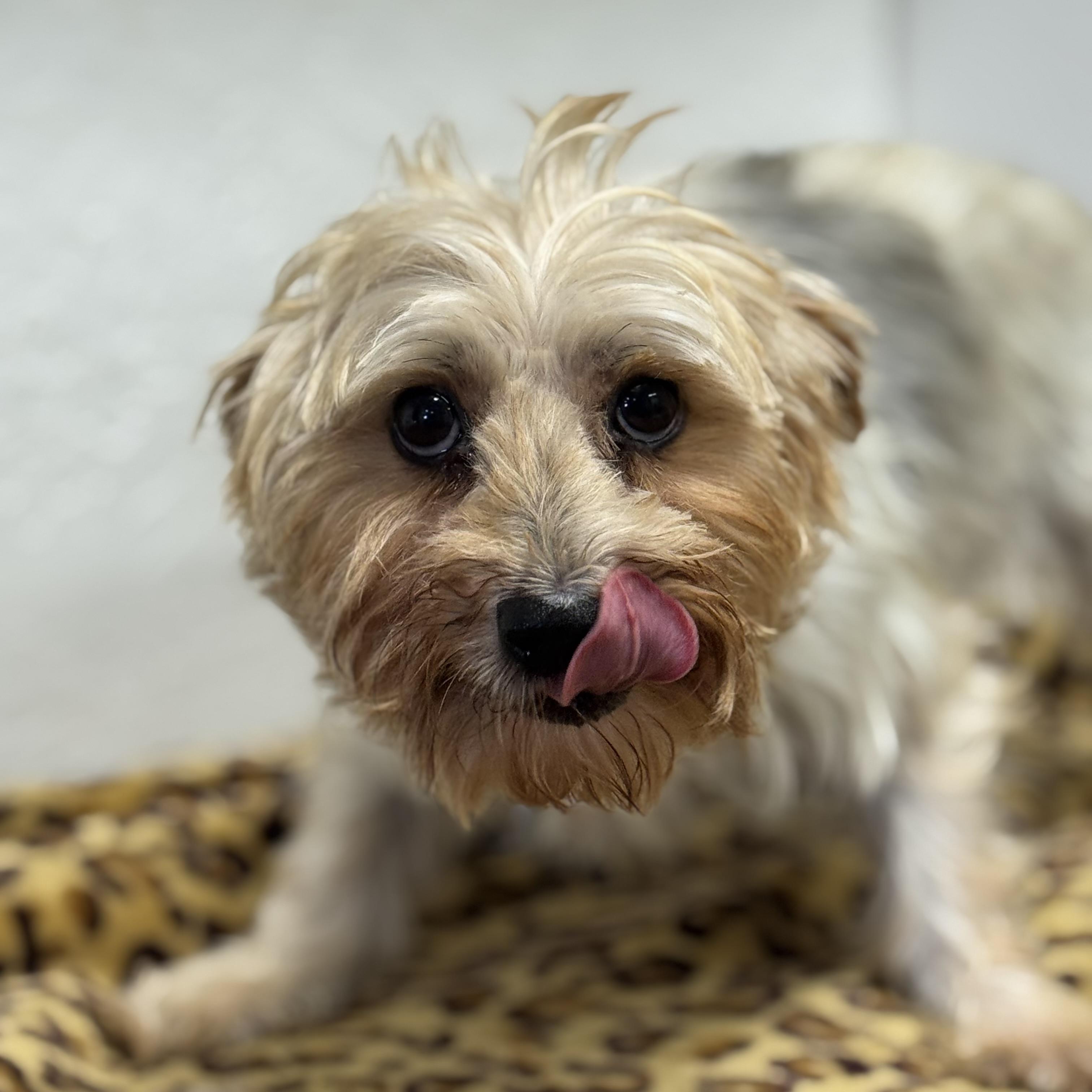 Holland-Foster Home Needed