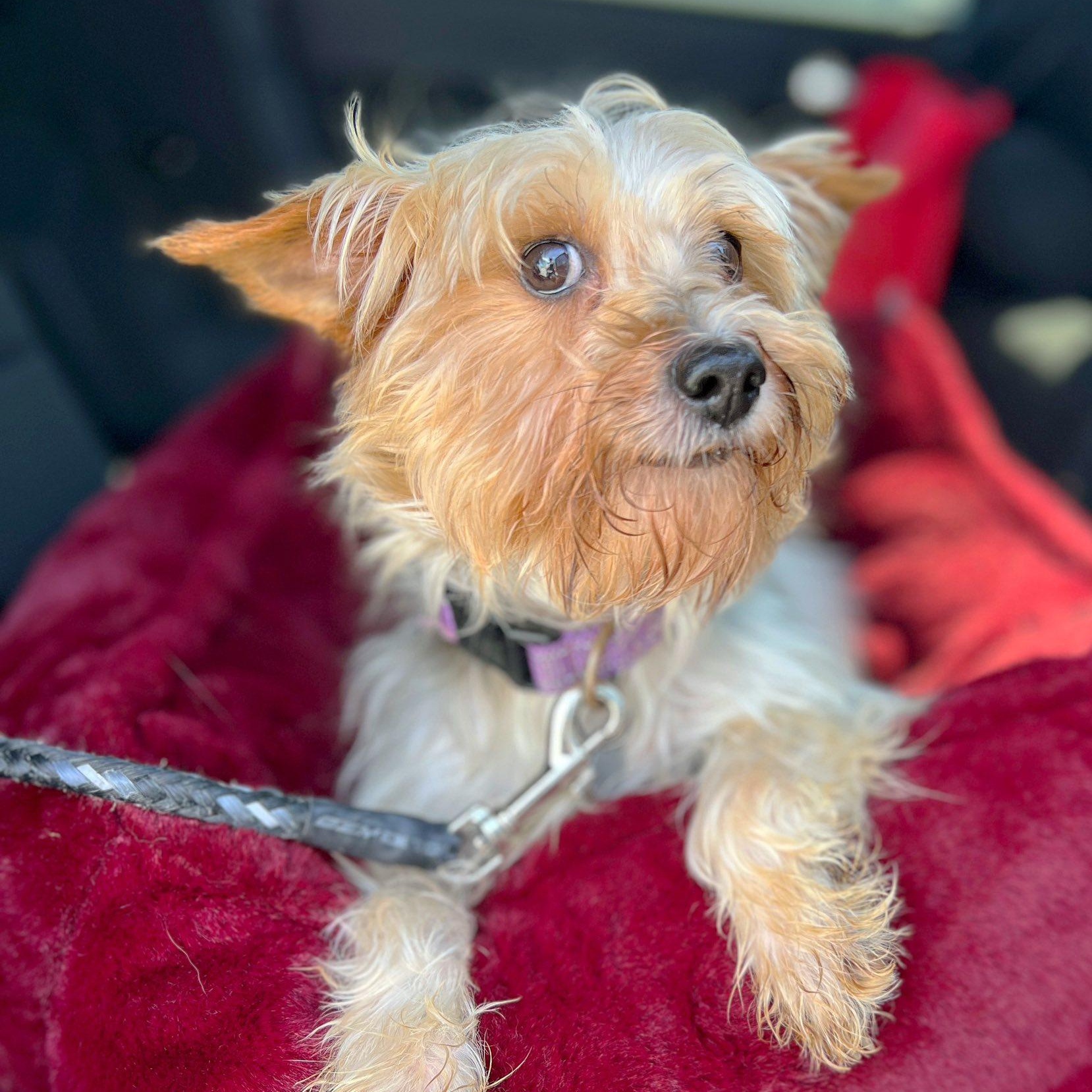 Holland-Foster Home Needed