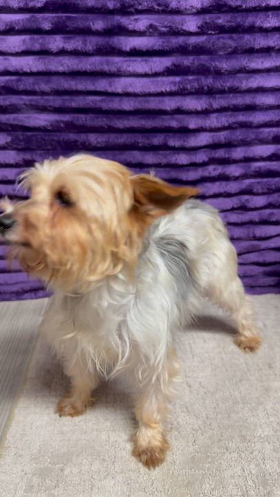 Enlarge Holland, a Adoptable Yorkshire Terrier video 6/6