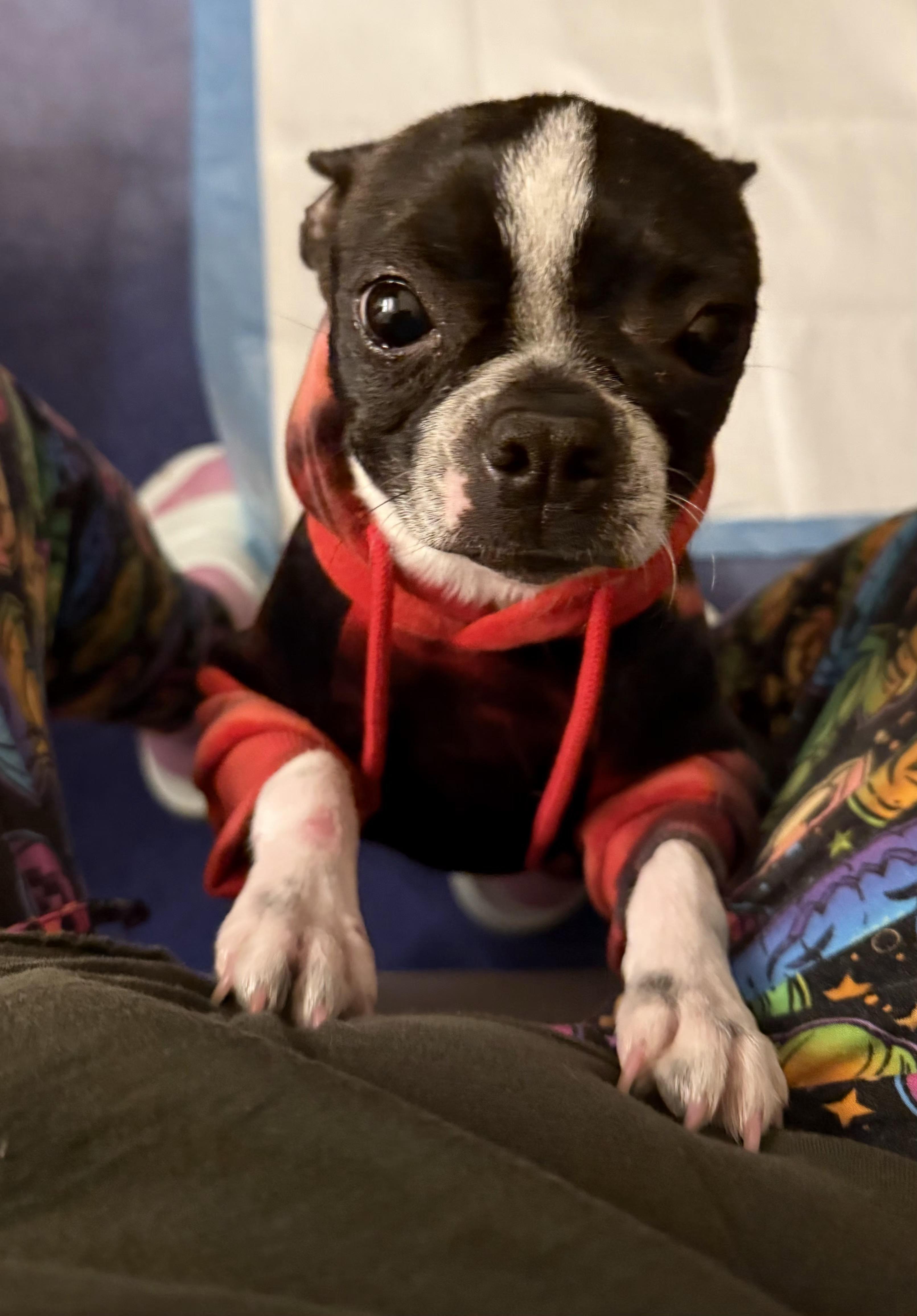 Enlarge Minnie in MO, a ADOPTABLE Boston Terrier in Kansas City, MO image 3/5