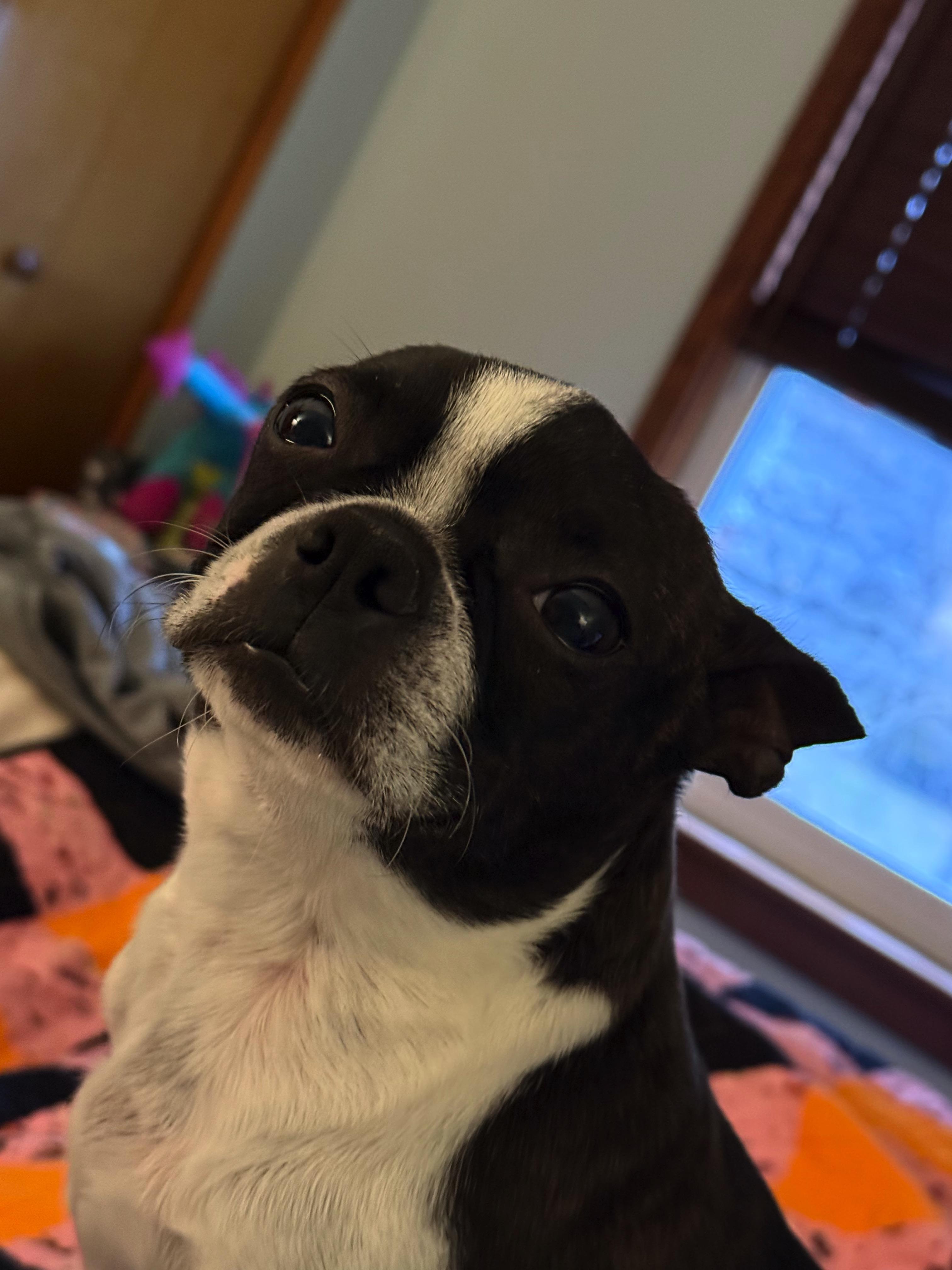 Minnie in MO, ADOPTABLE, Young Female Boston Terrier.