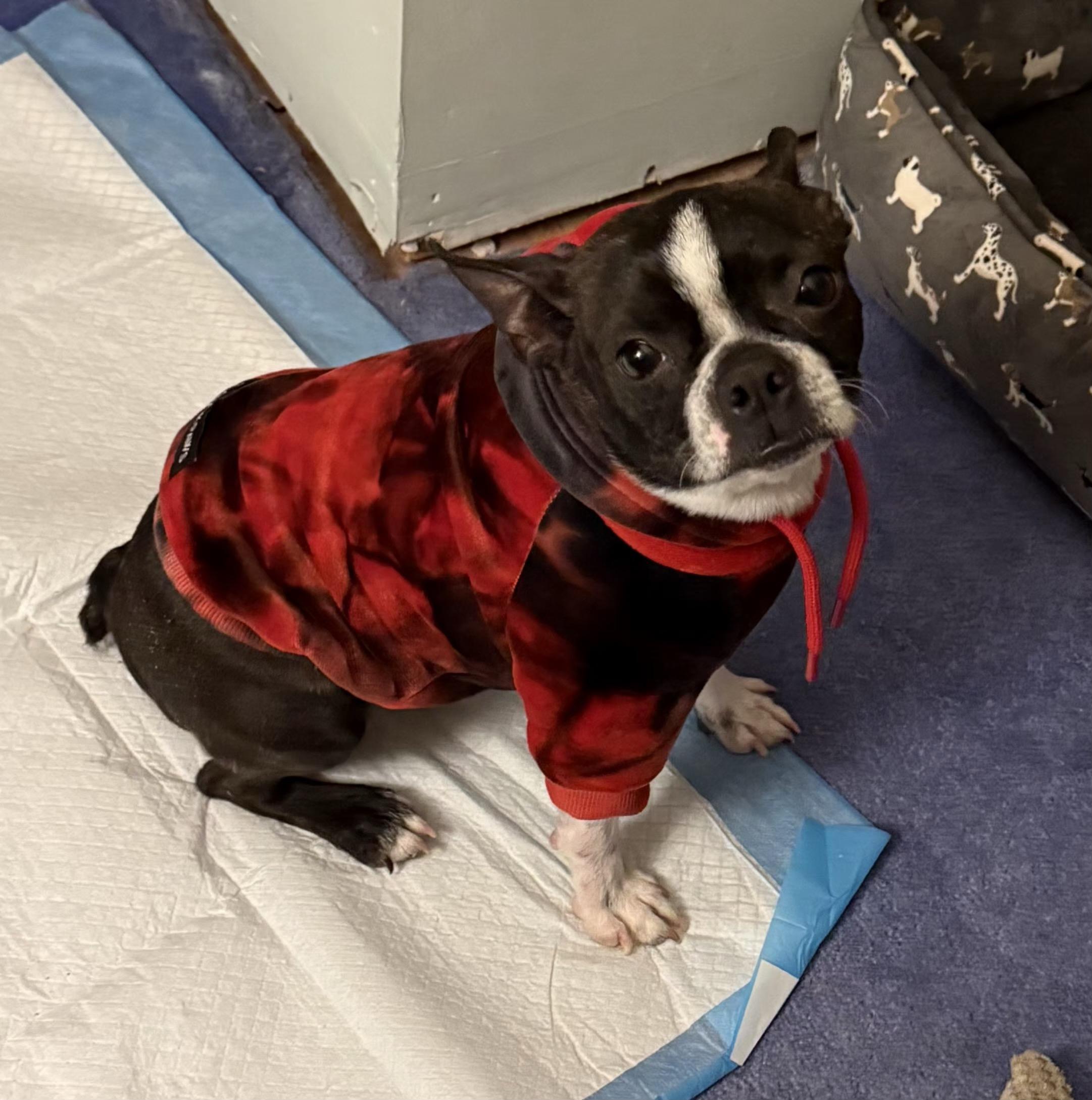 Enlarge Minnie in MO, a ADOPTABLE Boston Terrier in Kansas City, MO image 2/5